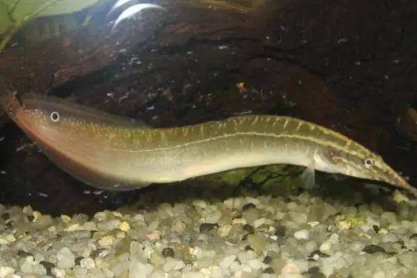 刺鳅鱼养殖几个月可以卖，附养殖方法