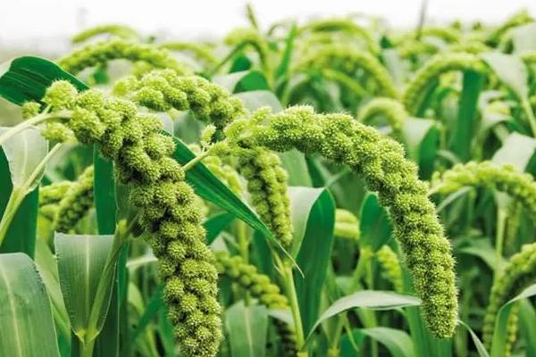 小米几月份收割,附种植时间和生长周期,每亩产多少