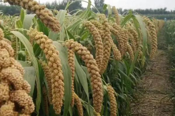 小米几月份收割,附种植时间和生长周期,每亩产多少