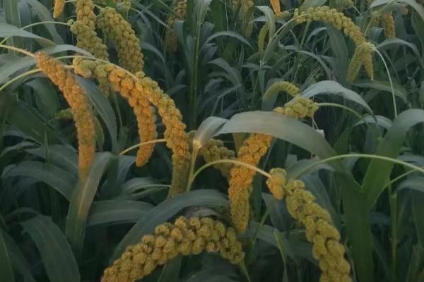 小米几月份收割,附种植时间和生长周期,每亩产多少