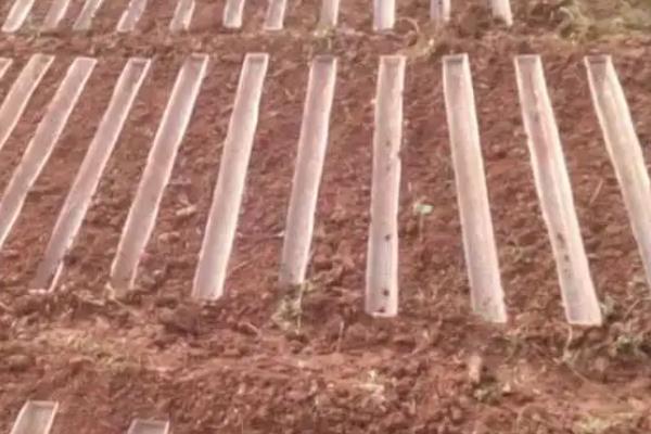 山药u型槽种植技术，附山药的种植成本及利润