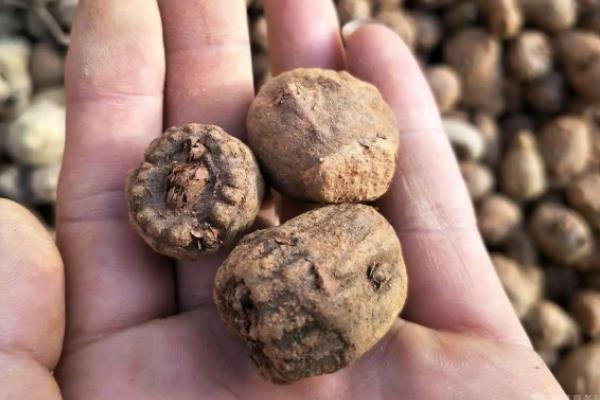 魔芋一亩地能产多少斤,附种植方法