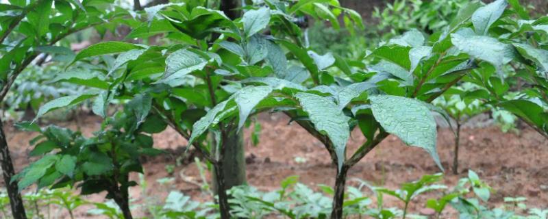 怎样种植魔芋高产技术