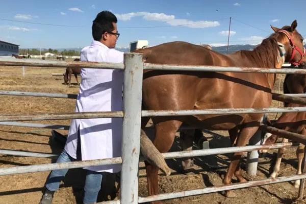 马人工授精怎么操作,配种后多长时间产仔