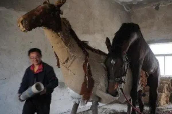 马人工授精怎么操作,配种后多长时间产仔