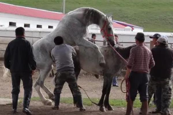 马人工授精怎么操作,配种后多长时间产仔