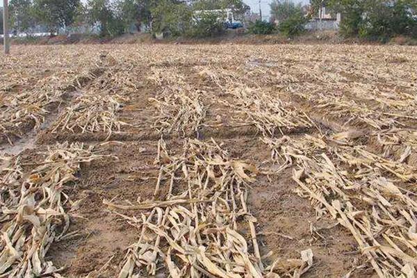 青贮饲料的制作方法步骤,青贮饲料的优点