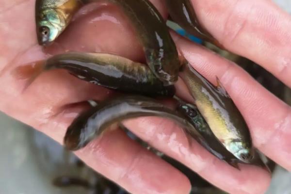 丁桂鱼养殖技术和方法,附丁桂鱼的特点