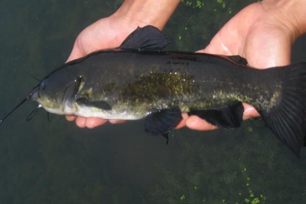 丁桂鱼养殖技术和方法,附丁桂鱼的特点