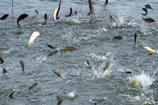 丁桂鱼养殖技术和方法,附丁桂鱼的特点