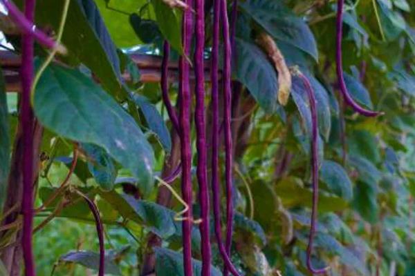 亩产上万斤的豇豆品种,附豇豆的种植方法