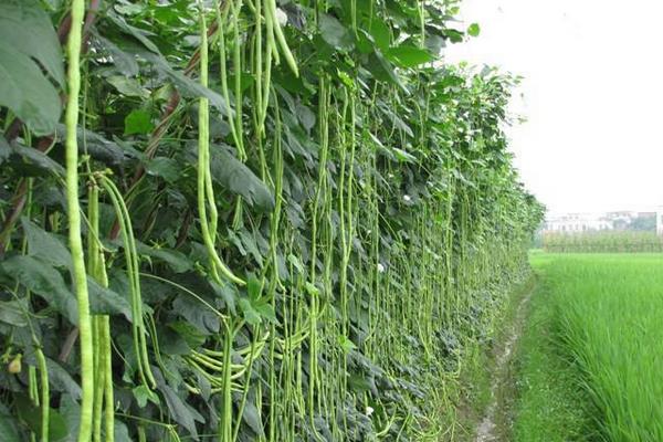 亩产上万斤的豇豆品种,附豇豆的种植方法