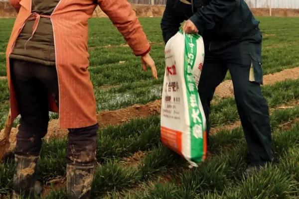 小麦返青肥用尿素还是复合肥，如何给小麦使用尿素、复合肥和叶面肥