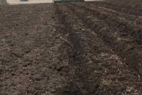 茄子的株距和行距是多少，附茄子的种植方法