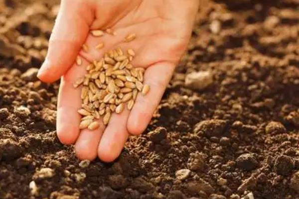 露地茄子种植管理技术,种植茄子一亩利润多少