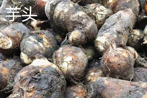 芋头怎么种植,芋头和土豆的区别