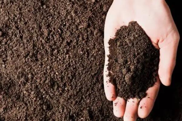 线椒的种植与管理