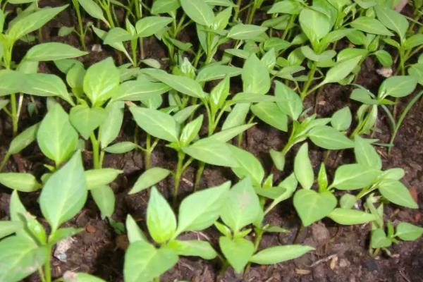 线椒的种植与管理