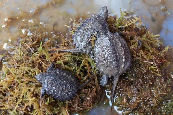 鳄鱼龟养殖技术方法,鳄鱼龟冬天会冬眠吗