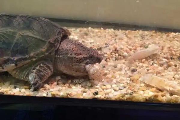 鳄鱼龟养殖技术方法,鳄鱼龟冬天会冬眠吗