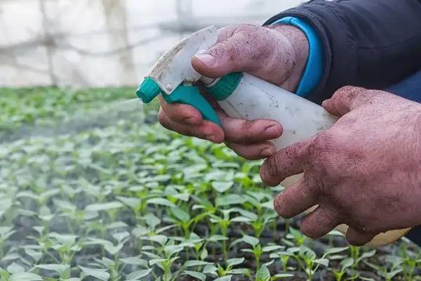 草莓打过老叶后打什么药,附草莓的种植方法