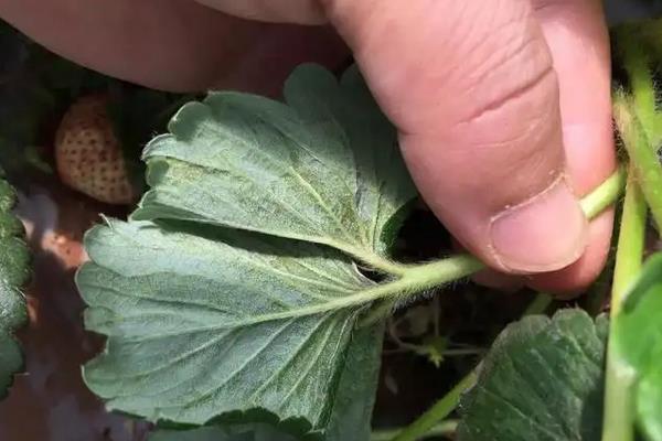 草莓打过老叶后打什么药,附草莓的种植方法