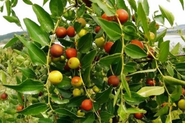 酸枣种植技术与产量，适合什么地区种植