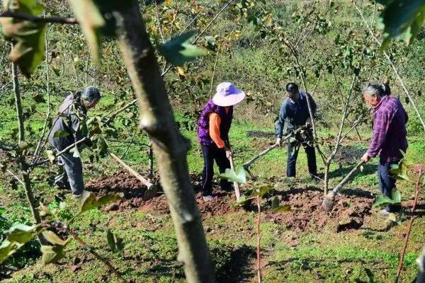 酸枣种植技术与产量，适合什么地区种植