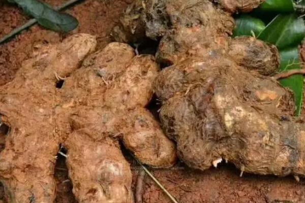 茯苓种植技术和物种已经推广至哪个国家,附种植方法