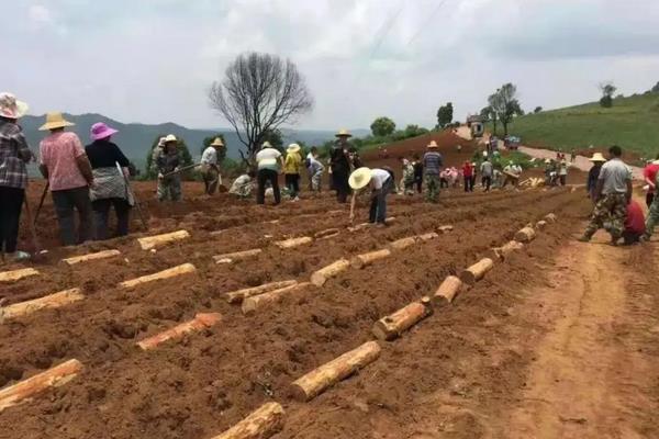 茯苓种植技术和物种已经推广至哪个国家,附种植方法