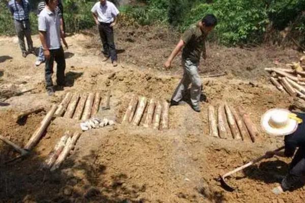 茯苓种植技术和物种已经推广至哪个国家,附种植方法