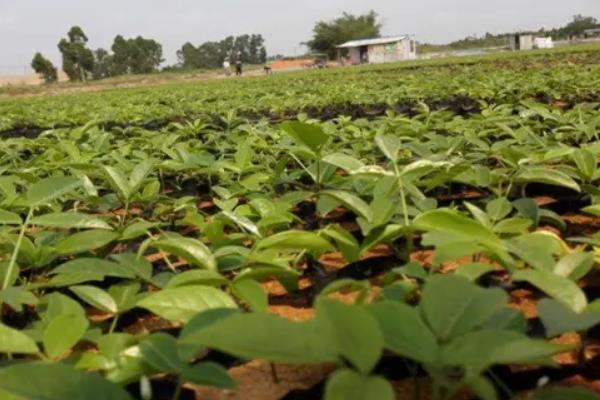 茯苓种植技术和物种已经推广至哪个国家,附种植方法