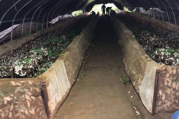 白玉蜗牛怎么繁殖,附养殖方法