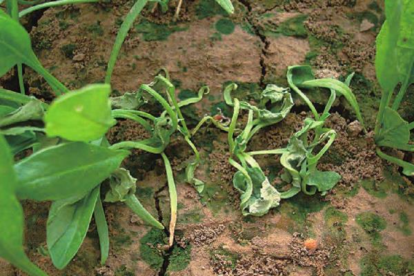 菠菜病害，附菠菜的种植技术