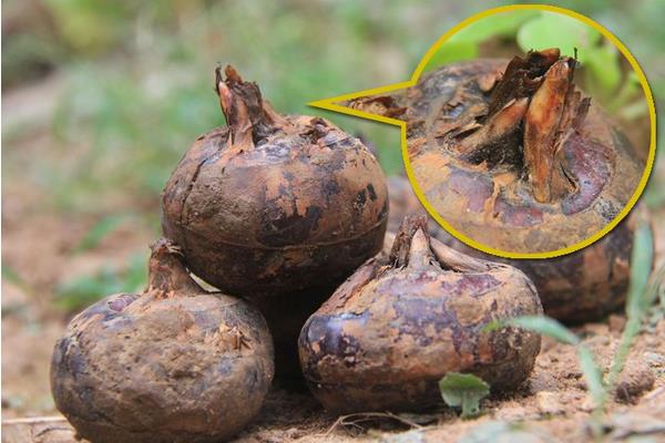 马蹄亩产量一般多少斤,附种植方法