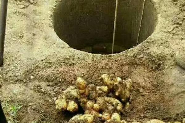 生姜的种植技术,生姜种如何保存