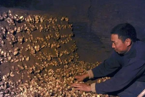 生姜的种植技术,生姜种如何保存