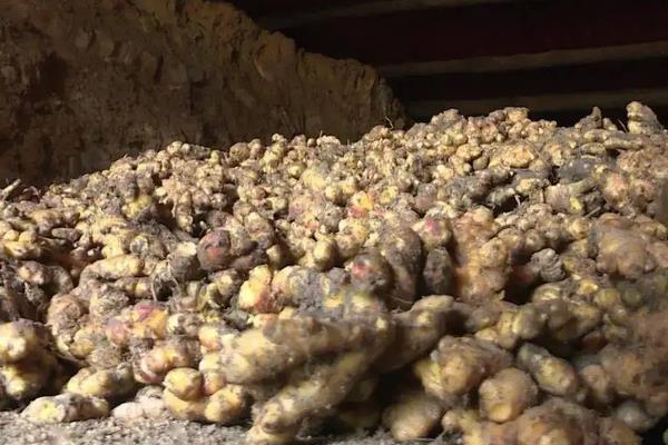 生姜的种植技术,生姜种如何保存