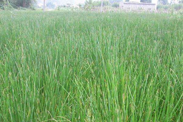 马蹄如何使用膨大素,附种植方法和时间