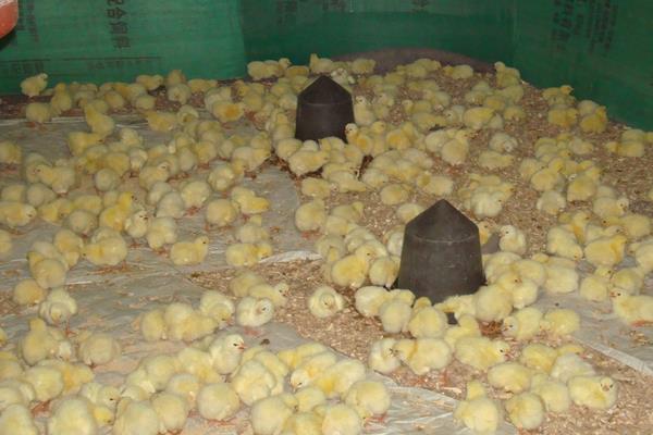 鸡苗养殖技术与管理