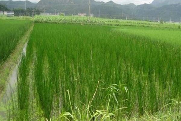 马蹄如何使用膨大素,附种植方法和时间