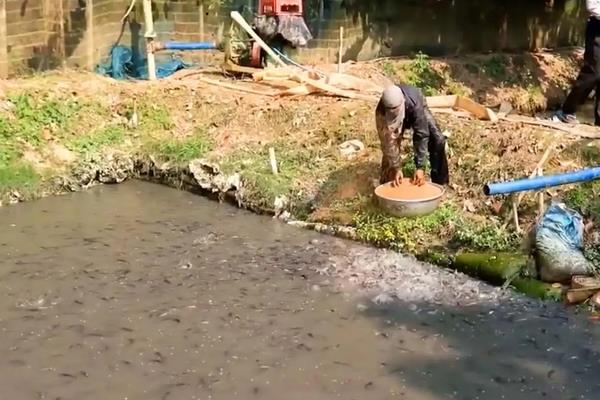 鱼塘怎么养鱼长得快,一亩能养多少