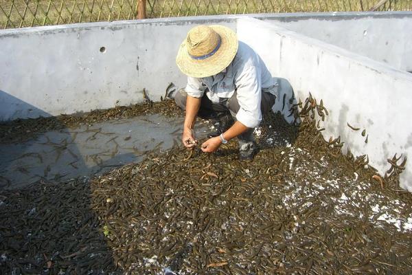水蛭的养殖技术知识,水蛭养殖需要什么条件