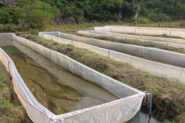 水蛭的养殖技术知识,水蛭养殖需要什么条件