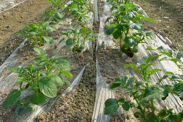 土豆种植技术 土豆高产种植技术介绍,什么季节种合适