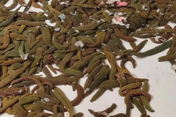 水蛭的养殖技术知识,水蛭养殖需要什么条件