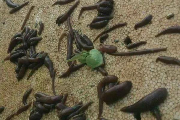 水蛭的养殖技术知识,水蛭养殖需要什么条件