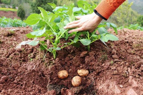 土豆种植技术 土豆高产种植技术介绍,什么季节种合适
