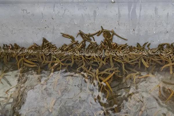 水蛭的养殖技术知识,水蛭养殖需要什么条件