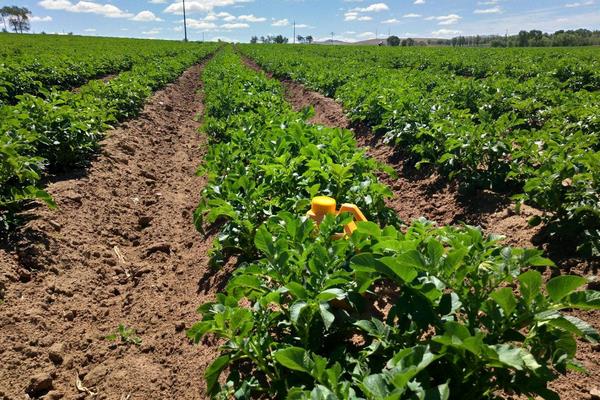 土豆种植技术 土豆高产种植技术介绍,什么季节种合适